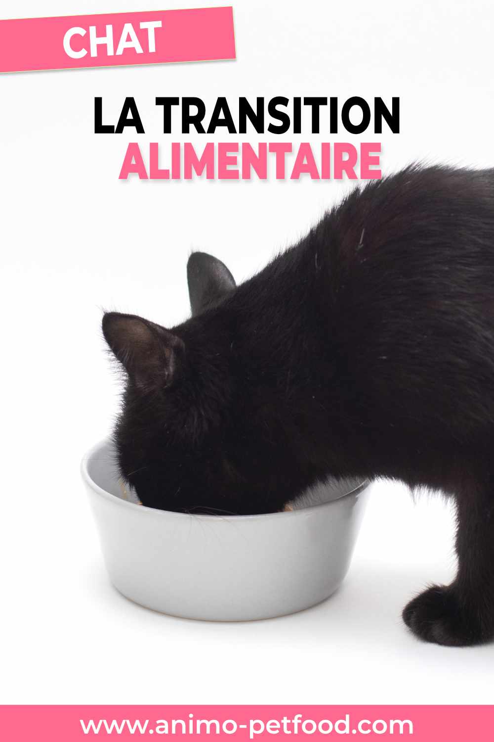 transition-alimentaire-pour-chat